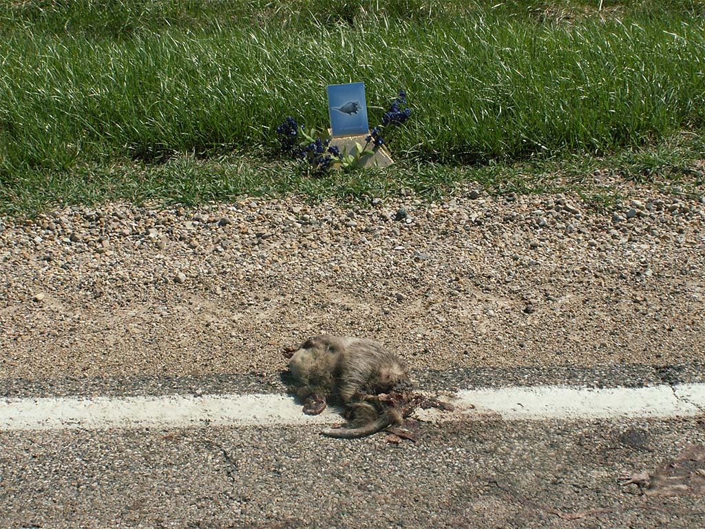 roadkill shrine